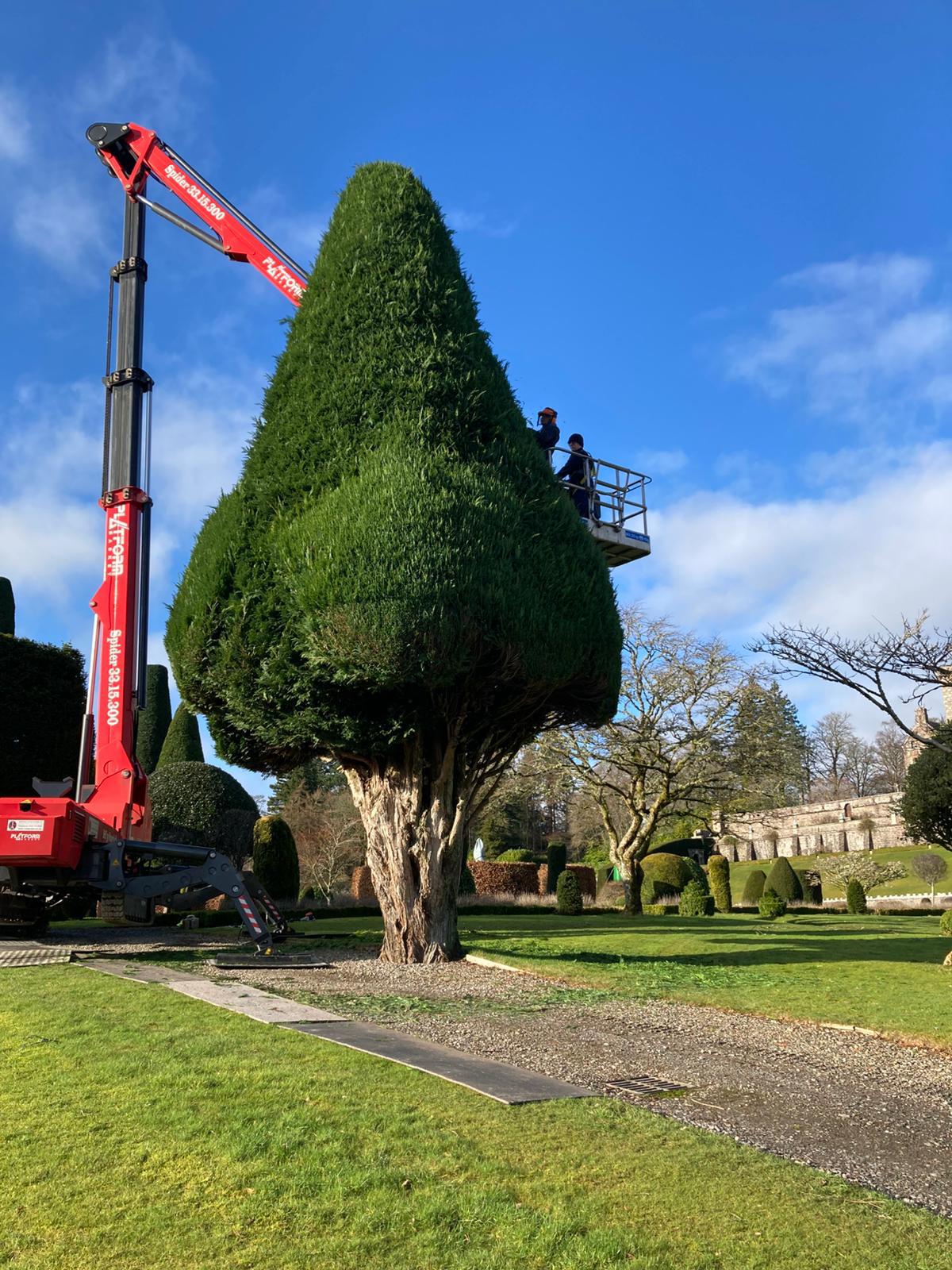 Workers in cherry picker basket trimming large conical evergreen tree in formal garden setting Workers in cherry picker basket trimming large conical evergreen tree in formal garden setting